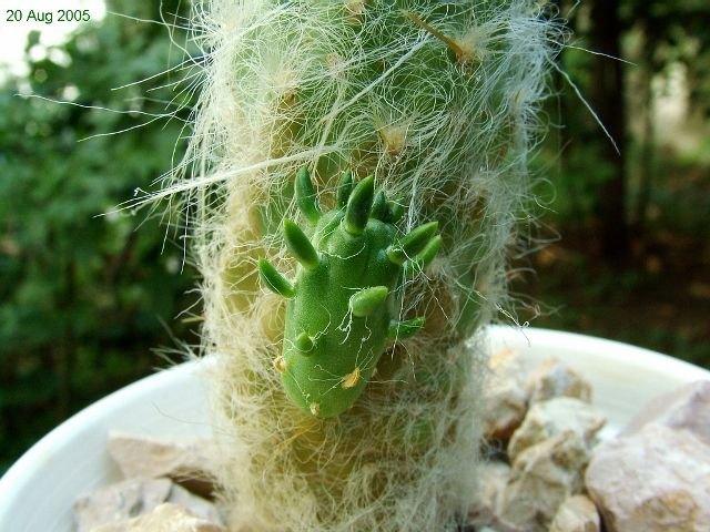 Austrocylindropuntia _floccosa_ KK393 _09